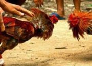 Pelaku Sabung Ayam Berhasil Diringkus Polisi