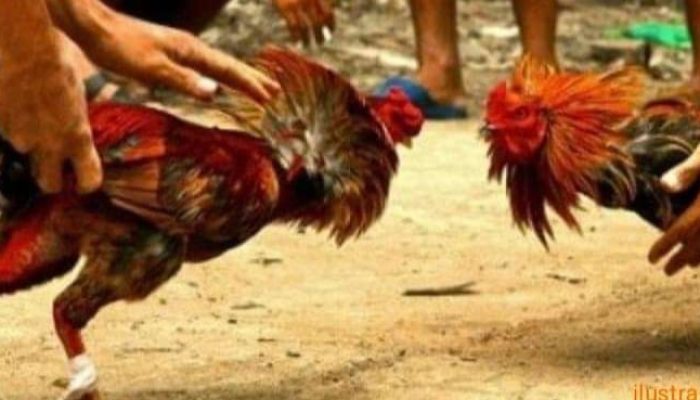 Pelaku Sabung Ayam Berhasil Diringkus Polisi