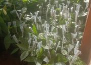 Manfaat Kakao Semakin Populer