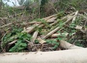 Siapa Dibalik Pencuri Kayu Sabi ?