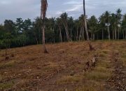 Penyerobot Lahan Kebal Hukum