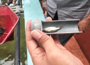 Proyek Fiktif Dinas Perikanan ?