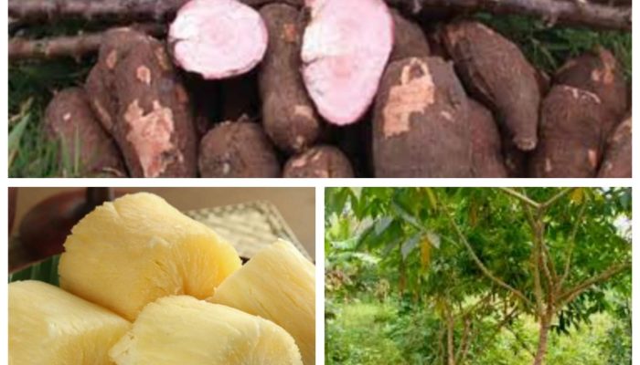 Manfaat Singkong Untuk Kesehatan