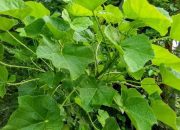 Beragam Manfaat Daun Jarak