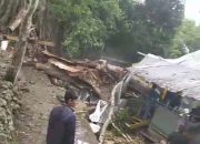 Musibah Pohon Tumbang Menelan Korban Jiwa