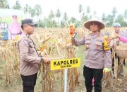 Panen Jagung Perdana, Kapolres Soppeng Dorong Ketahanan Pangan Lokal