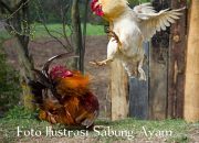Polres Soppeng Bubarkan Judi Sabung Ayam di Desa Ganra