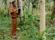 Dibalik Kebun Terendam di Teoli Oli: Dugaan Dampak Aktivitas Tambang PT. CNI, Petani Tuntut Ganti Rugi