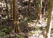 Diduga Rusak Kawasan Hutan Lindung, YG Berencana Bentuk Kelompok Tani