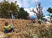 Petani Batumenteng Selatan Panen Jagung, Harapkan Perbaikan Jalan