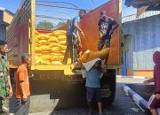 Babinsa Kodim 1423/Soppeng Kawal Panen Petani