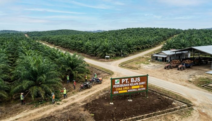 Sengketa Lahan Perkebunan di Topogaro Morowali: MA Memenangkan PT KAS, PT BJS Ungkap Alasan Lahan dan Perizinan