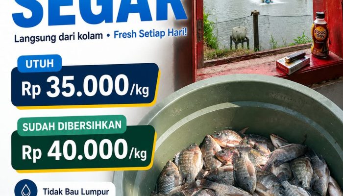 Haji Samae Hadirkan Tempat Pemancingan Baru di Kampung Taluma: Nila Black Prima Berkualitas, Harga Terjangkau