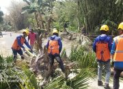 Demi Keamanan, Dua Pohon Kelapa di Samping (Madrasah Tsanawiah) MTs YASRIB Limpomajang Berhasil Ditebang
