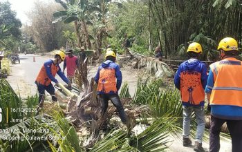 Demi Keamanan, Dua Pohon Kelapa di Samping (Madrasah Tsanawiah) MTs YASRIB Limpomajang Berhasil Ditebang