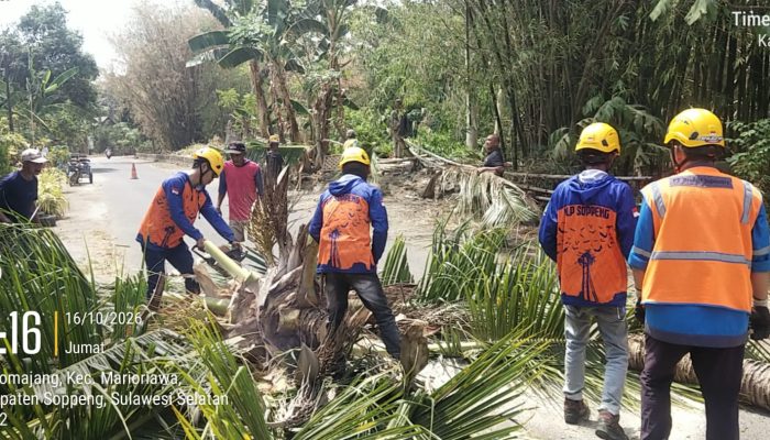 Demi Keamanan, Dua Pohon Kelapa di Samping (Madrasah Tsanawiah) MTs YASRIB Limpomajang Berhasil Ditebang