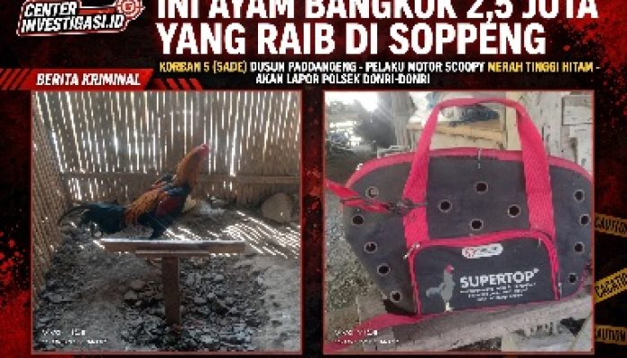 *AYAM BANGKOK 2,5 JUTA RAIB DI PADDANGENG SOPPENG, KORBAN AKAN LAPOR KE POLSEK DONRI-DONRI – CIRI PELAKU TERIDENTIFIKASI*