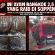 *AYAM BANGKOK 2,5 JUTA RAIB DI PADDANGENG SOPPENG, KORBAN AKAN LAPOR KE POLSEK DONRI-DONRI – CIRI PELAKU TERIDENTIFIKASI*