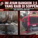 *AYAM BANGKOK 2,5 JUTA RAIB DI PADDANGENG SOPPENG, KORBAN AKAN LAPOR KE POLSEK DONRI-DONRI – CIRI PELAKU TERIDENTIFIKASI*